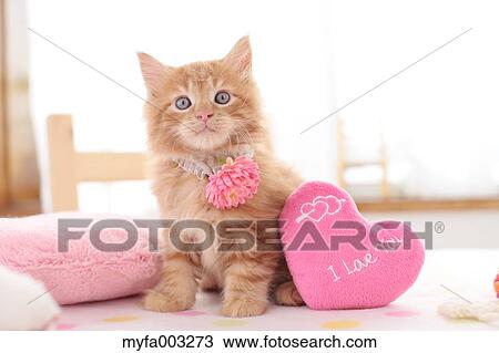 Stock Image - Kitten. Fotosearch