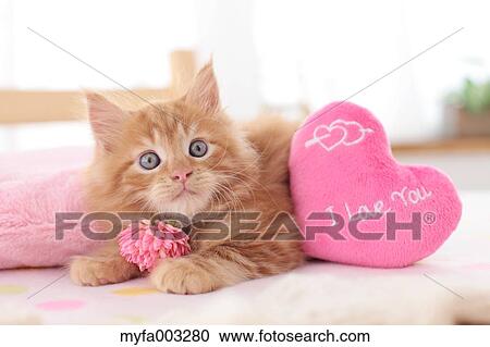 Kitten View Large Photo Image Stock Image - Kitten. Fotosearch