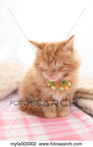 Kitten View Large Photo Image Stock Image - Kitten. Fotosearch