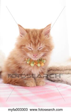 Kitten View Large Photo Image Stock Image - Kitten. Fotosearch
