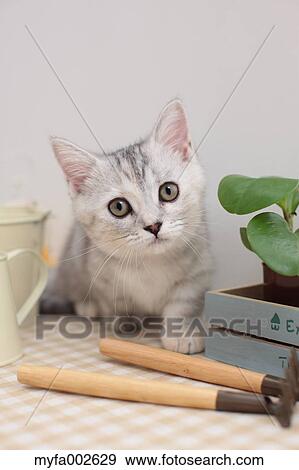 Stock Photo - Kitten. Fotosearch