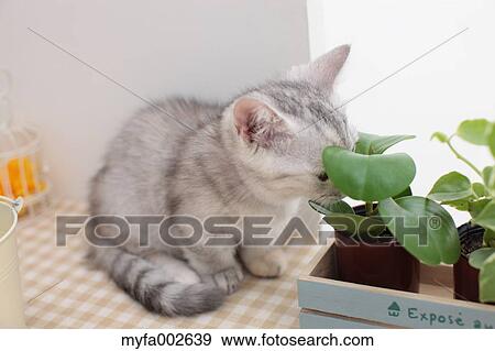 Kitten View Large Photo Image Stock Photo - Kitten. Fotosearch