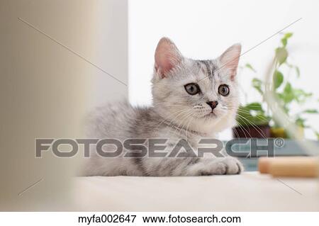 Stock Photo - Kitten. Fotosearch