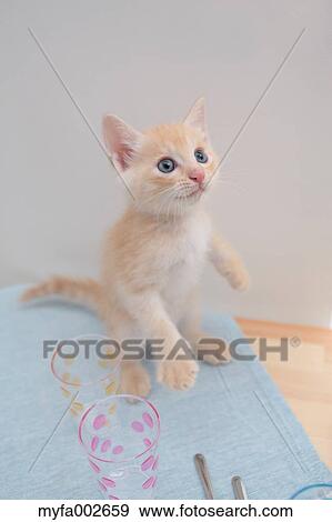 Stock Photo - Kitten. Fotosearch
