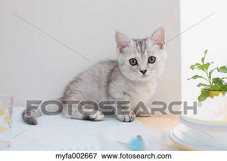 Stock Photo - Kitten. Fotosearch