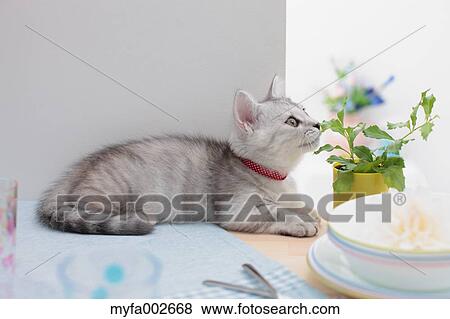 Kitten View Large Photo Image Stock Photo - Kitten. Fotosearch