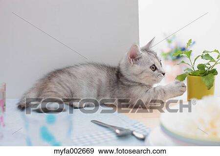 Stock Photo - Kitten. Fotosearch