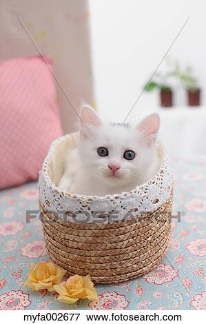 Kitten View Large Photo Image Stock Photo - Kitten. Fotosearch