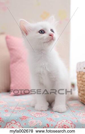 Kitten View Large Photo Image Stock Photo - Kitten. Fotosearch