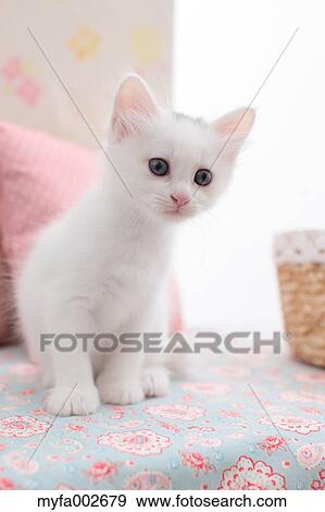 Kitten View Large Photo Image Stock Photo - Kitten. Fotosearch