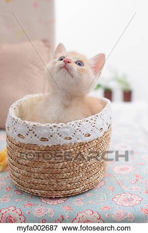 Kitten View Large Photo Image Stock Photo - Kitten. Fotosearch