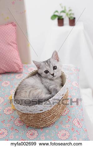 Kitten View Large Photo Image Stock Photo - Kitten. Fotosearch