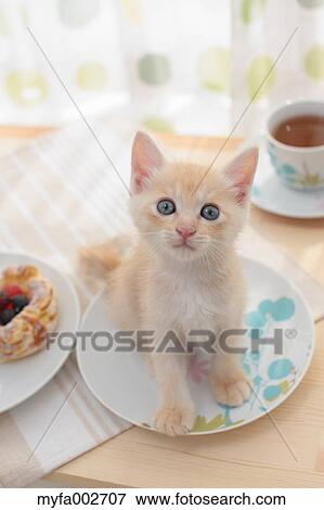 Kitten View Large Photo Image Stock Photo - Kitten. Fotosearch