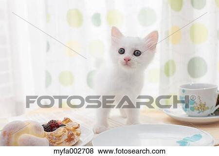 Kitten View Large Photo Image Stock Photo - Kitten. Fotosearch