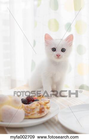 Kitten View Large Photo Image Stock Photo - Kitten. Fotosearch