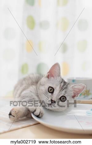 Kitten View Large Photo Image Stock Photo - Kitten. Fotosearch