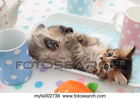 Kitten View Large Photo Image Stock Photo - Kitten. Fotosearch