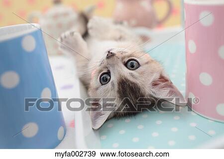 Kitten View Large Photo Image Stock Photo - Kitten. Fotosearch