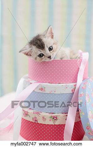 Kitten View Large Photo Image Stock Photo - Kitten. Fotosearch