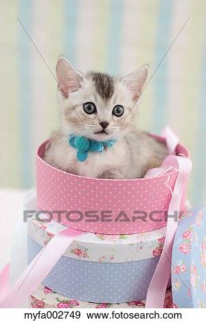 Kitten View Large Photo Image Stock Photo - Kitten. Fotosearch