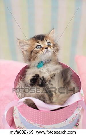 Kitten View Large Photo Image Stock Photo - Kitten. Fotosearch