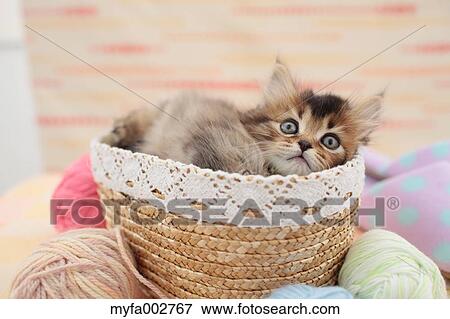 Kitten View Large Photo Image Stock Photo - Kitten. Fotosearch