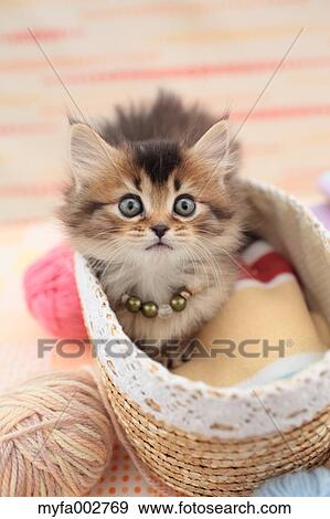 Kitten View Large Photo Image Stock Photo - Kitten. Fotosearch