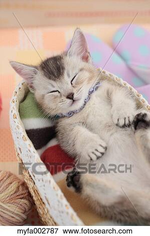 Kitten View Large Photo Image Stock Photo - Kitten. Fotosearch