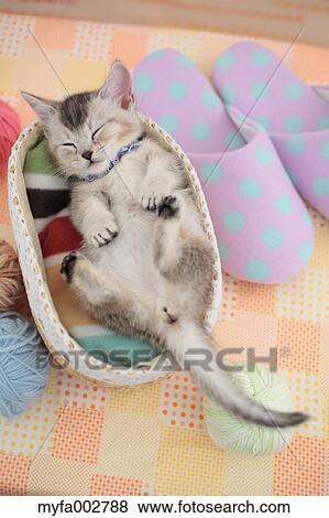 Kitten View Large Photo Image Stock Photo - Kitten. Fotosearch