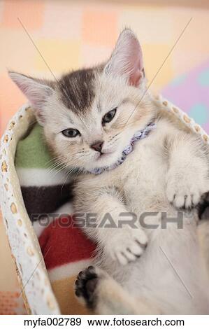 Stock Photo - Kitten. Fotosearch