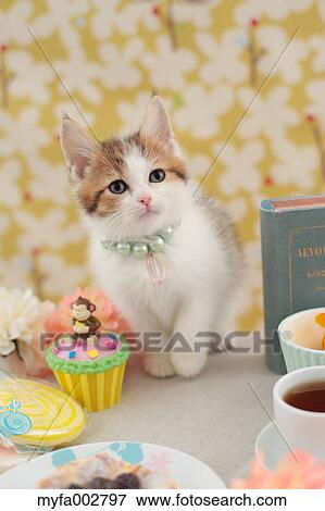 Kitten View Large Photo Image Stock Photo - Kitten. Fotosearch