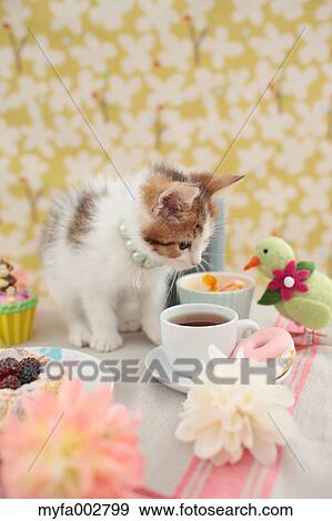 Kitten View Large Photo Image Stock Photo - Kitten. Fotosearch