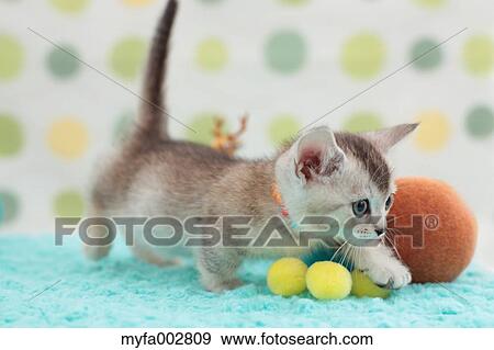 Kitten View Large Photo Image Stock Photo - Kitten. Fotosearch