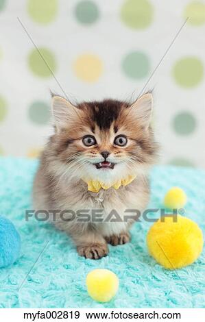Kitten View Large Photo Image Stock Photo - Kitten. Fotosearch