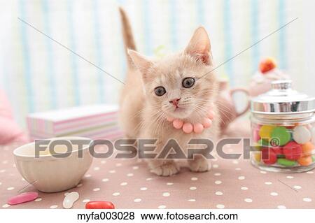 Stock Photo - Kitten. Fotosearch