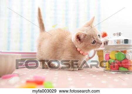 Kitten View Large Photo Image Stock Photo - Kitten. Fotosearch