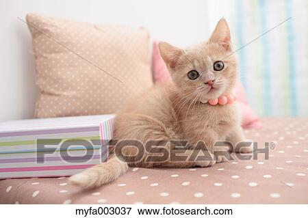 Kitten View Large Photo Image Stock Photo - Kitten. Fotosearch