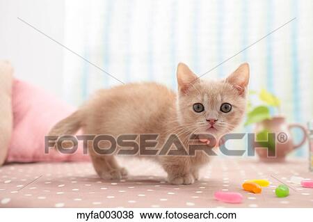 Stock Photo - Kitten. Fotosearch