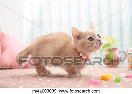 Kitten View Large Photo Image Stock Photo - Kitten. Fotosearch