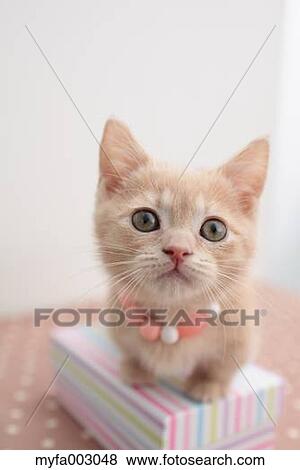 Kitten View Large Photo Image Stock Photo - Kitten. Fotosearch
