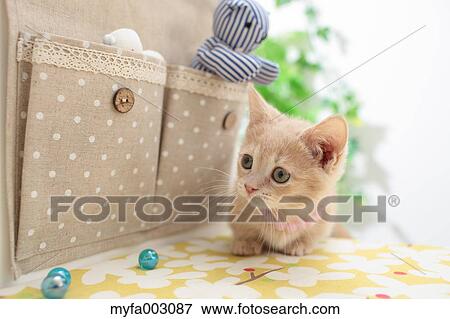 Stock Photo - Kitten. Fotosearch