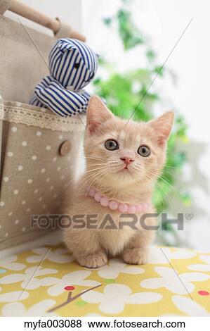 Stock Photo - Kitten. Fotosearch