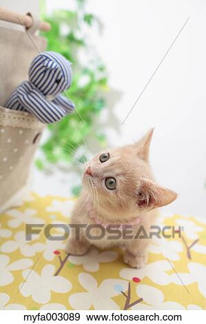Stock Photo - Kitten. Fotosearch