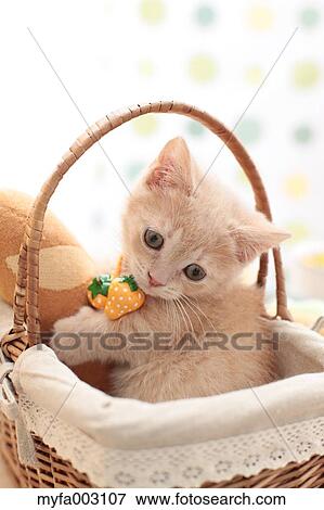 Kitten View Large Photo Image Stock Photo - Kitten. Fotosearch