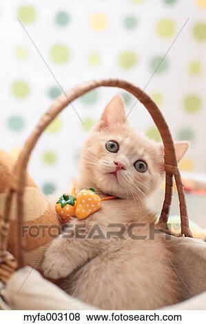 Kitten View Large Photo Image Stock Photo - Kitten. Fotosearch