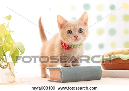 Kitten View Large Photo Image Stock Photo - Kitten. Fotosearch