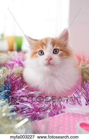Kitten View Large Photo Image Stock Photo - Kitten. Fotosearch