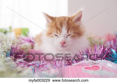 Kitten View Large Photo Image Stock Photo - Kitten. Fotosearch