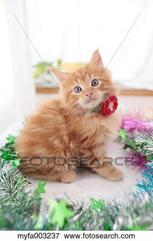 Kitten View Large Photo Image Stock Photo - Kitten. Fotosearch