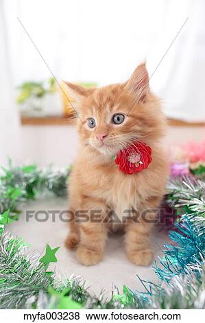 Kitten View Large Photo Image Stock Photo - Kitten. Fotosearch